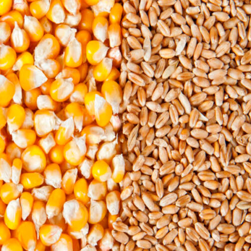 Grains - Image 2