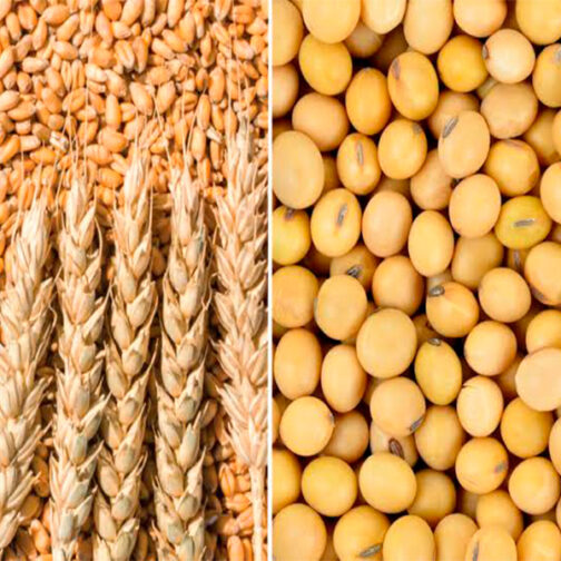 Grains - Image 3
